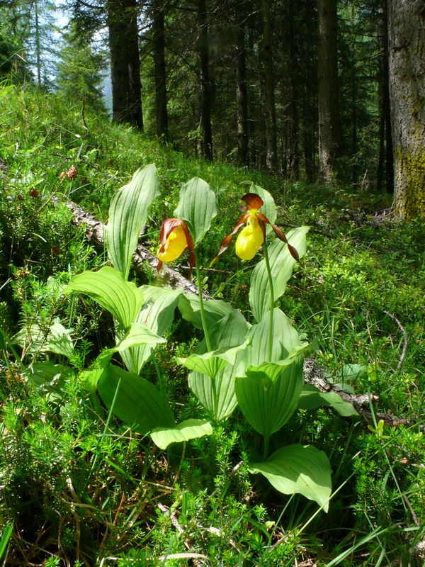 Cypripedium calceolus....  la pi bella del reame